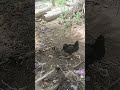 #tamilcomedy #funny #chicken #funny #comedy #trending #shorts #mr_vvv