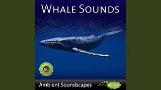 Whale Sounds