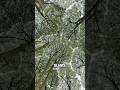 Why These Trees Keep Their Distance #shortvideo #trivia #shorts