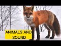 Wild Animal Sounds In Nature: Elephant, Rooster, Cow, Horse, Dog, Hen, Duck,... | Animal Moments