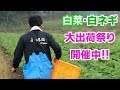 白菜収穫と出荷調整と白ネギ出荷調整作業19/10/2＃793