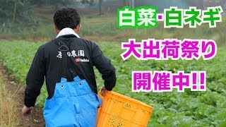 白菜収穫と出荷調整と白ネギ出荷調整作業19/10/2＃793