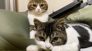 パパ猫に構って欲しい子猫