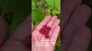 3e cueillette de Framboises sauvages quantité énorme framboise  cueillettesauvage nature