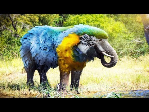 Top 10 ANIMALS About to Go EXTINCT