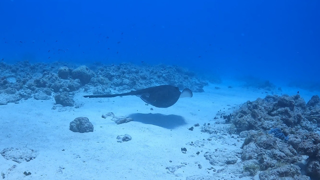 Indian castle + Ti corail