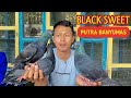 Kondisi merpati black sweet putra banyumas dengan segudang prestasi