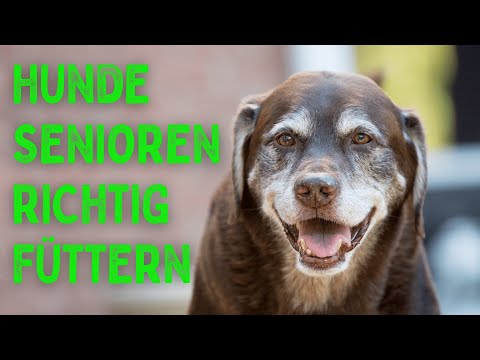 Video: Hundefutter für eine reduzierte Ernährung