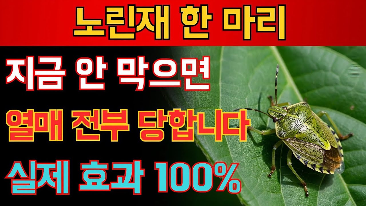 노린재 한 마리도 방심 금물, 지금 안 보면 큰일 납니다