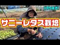 【サニーレタス栽培】成功の秘訣！発芽のコツ！大きく育てる株間！追肥で奇麗な色になる！