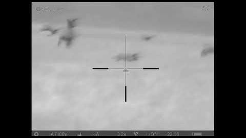 Partridge Attack - Kane takes care of a couple of foxes at a local partridge breeders.