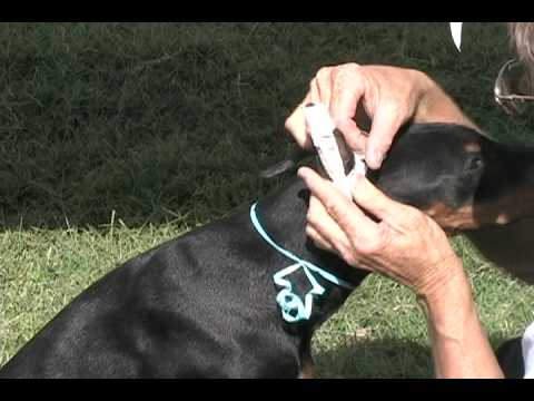 ear taping doberman ella at 6 months funnydog tv ear taping doberman ella at 6 months funnydog tv