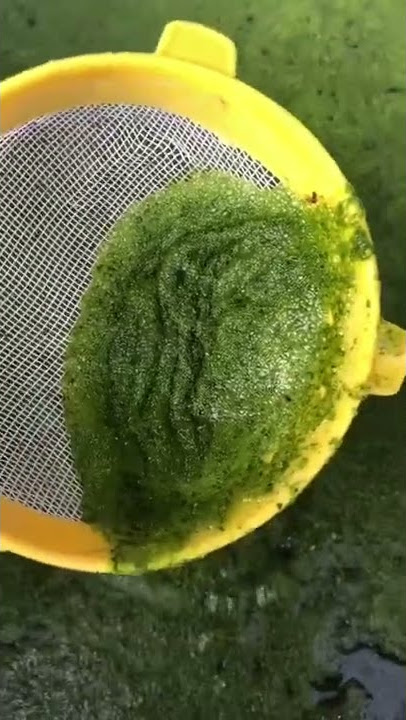 Wolffia pakan burayak ikan alami