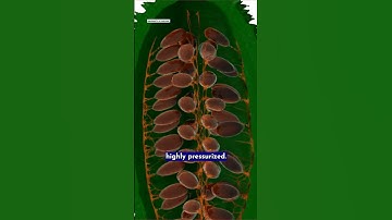 The Explosive Secrets of the Squirting Cucumber
