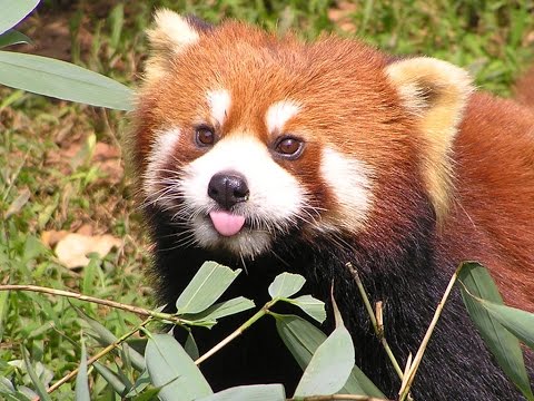 funny-red-panda-compilation---cute-animals-and-pets-for-everybody!