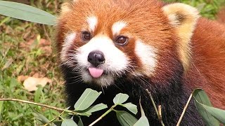 Funny red panda compilation - cute animals and pets for everybody! Funny red panda compilation - cute animals and pets for everybody!