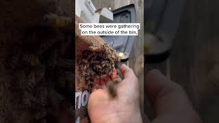 Rescuing Bees from the Bottom of a Trash Bin