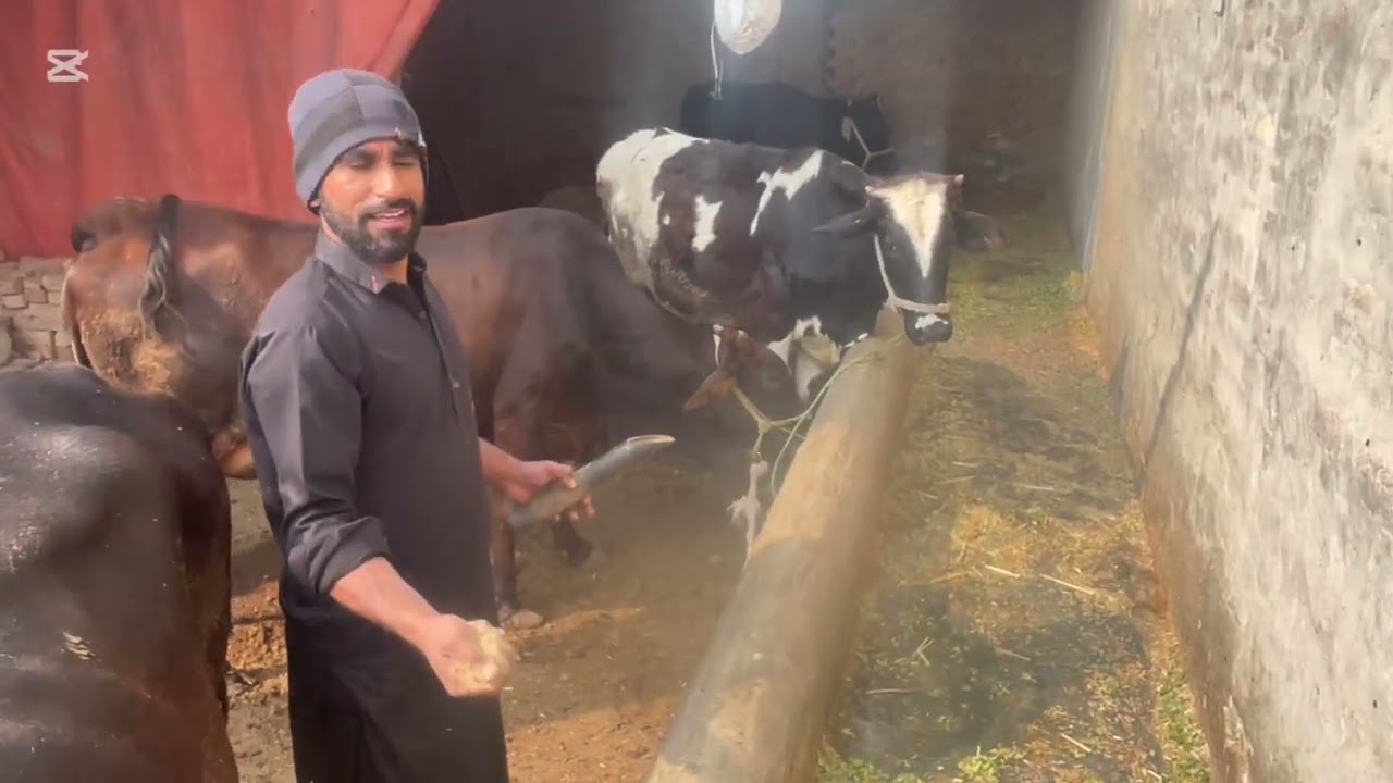 Gaon ki zindagi | Janwaron ko ghass dalna | Daily Village Life Vlog