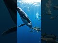 whales attack on sharks #viral #ai