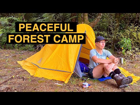 My simple camp in the forest 🌳🏕🌲🌳