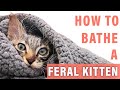 HOW TO BATHE A FERAL KITTEN | STRAY CATS
