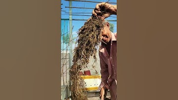 Cái Rễ ui giời ơi!!#nhatrangsadec #thuytrangsadec #trongrausanthuong