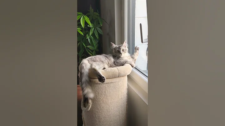 Watch the video about Mon bébé whisky #mainecoon #cat #cutecat #chatons #chatonsmignons #love #polydactylcat #beautiful