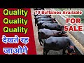 Best Quality☝️🏆 Most Buffaloes 🌹🌹Selling Farm in Haryana. Randeep Malik Dairy Farm, Jind