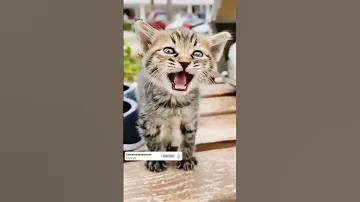 Cat Cats Instagram Odiasong Pet Cute Meow Dog Catoftheday Animal Cutecat 