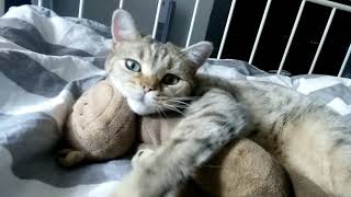 Katze kuschelt mit Affe. So süß! Hansen Dieter