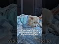 💔PLEASE CONSIDER DONATING TO HELP 😭🙏🙏#usa #canada #uk