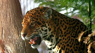 Jaguar Physical Characteristics and Behavior