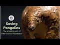 Tikki Hywood Foundation for their amazing work to save pangolins in Africa,