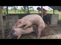 PIG BREEDING | PIG MATING | PIG SEX