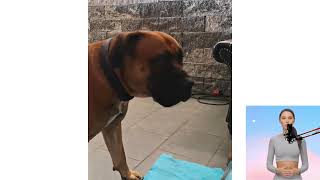 Boerboel. Nel film, Domande e risposte, Come scegliere, Fatti, Cura, Storia by Tutti Gli Animali 38 views 3 months ago 13 minutes, 59 seconds