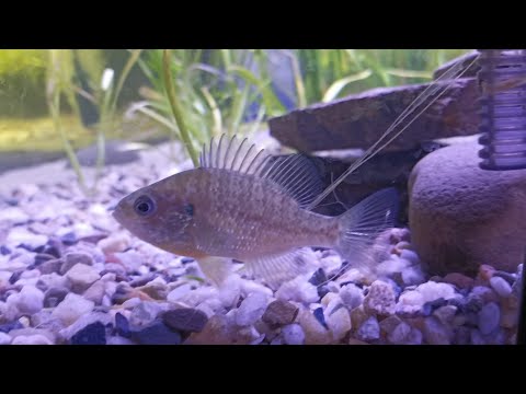 Video: Sklenený ostriež - akváriové ryby