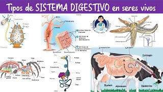 Tipos de Sistema Digestivo en animales - Biología - Semana 6 Tipos de Sistema Digestivo en animales - Biología - Semana 6
