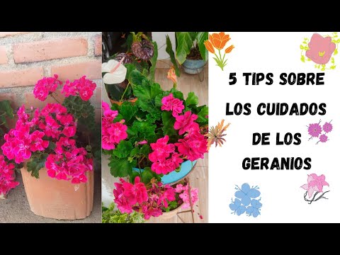 Video: Pelargonium (79 Fotos): Características Del Cuidado De Geranios En Casa, Consejos Para Principiantes. Plantar En Maceta Y En El Jardín