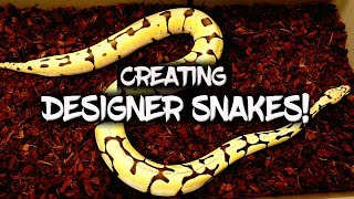 Creating Designer Ball Pythons! Net Worth