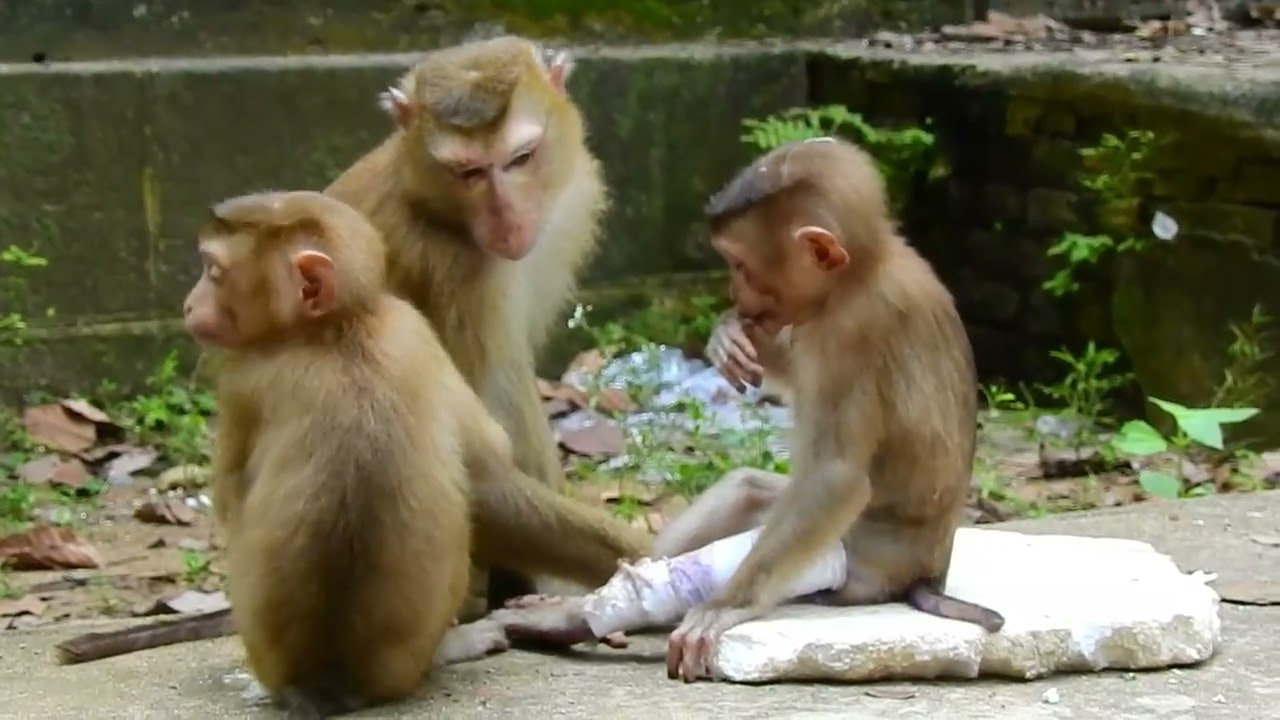 Poor Alex monkeys, he broken one leg