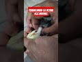Penanganan Burung Gould Amadien betina Egg bidding #short #videoshorts #burung #bird #eggbidding