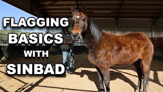 Flagging Basics with Sinbad | Training Tuesday by Horse Plus Humane Society 6,322 views 10 days ago 4 minutes, 16 seconds