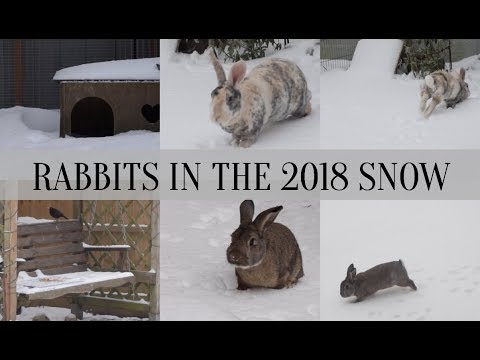 storm emma 2019 RABBITS PLAYING IN THE SNOW - GREATEST SHOWMAN | STORM EMMA 2018