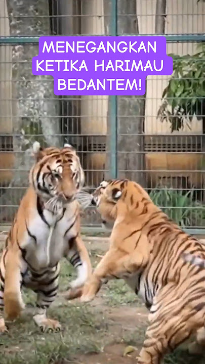 Tense when tigers fight! #tiger #shorts