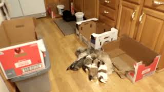 Hobby Pups - Monday Dec 23rd 2024 Grand Forks ND