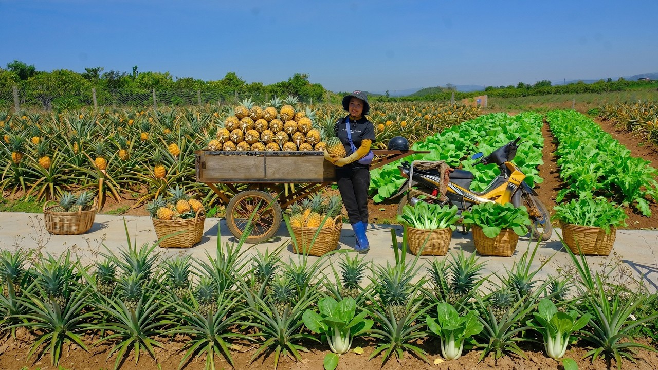 Harvesting Pineapples To Sell At The Market – Cooking, Gardening, And ...