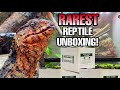 Unboxing rarest lizards in the world shinisaurus crocodilurus