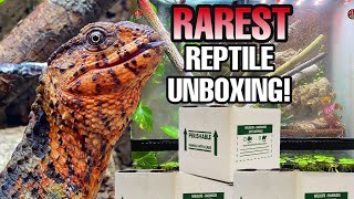 Unboxing Rarest Lizards In The World Shinisaurus Crocodilurus