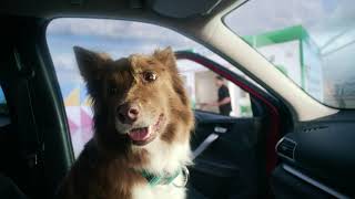 Part Exchange Featuring Fifi 2024 Tv Advert Webuyanycar