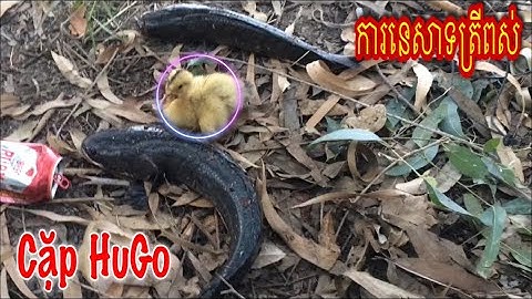 Lên Cặp HuGo Rung Tay Câu Cá Lóc Bằng Vịt Con ចុចត្រីពស់ជាមួយកូនទា